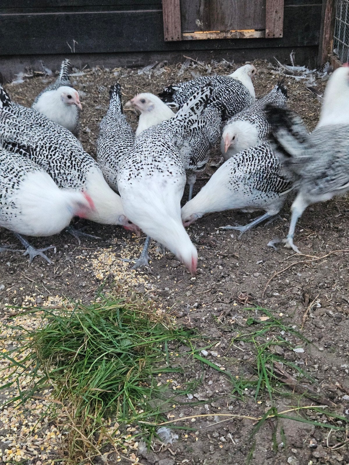 prachtige jonge friese zilverpel kippen., Dieren en Toebehoren, Pluimvee, Vrouwelijk, Kip