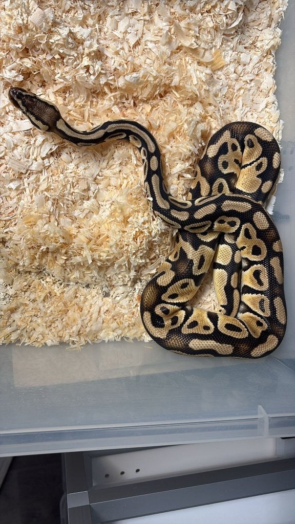 Ballpython - Pastel het clown - 0.1 - 2024 Ball Python - female for sale from Aquadeco