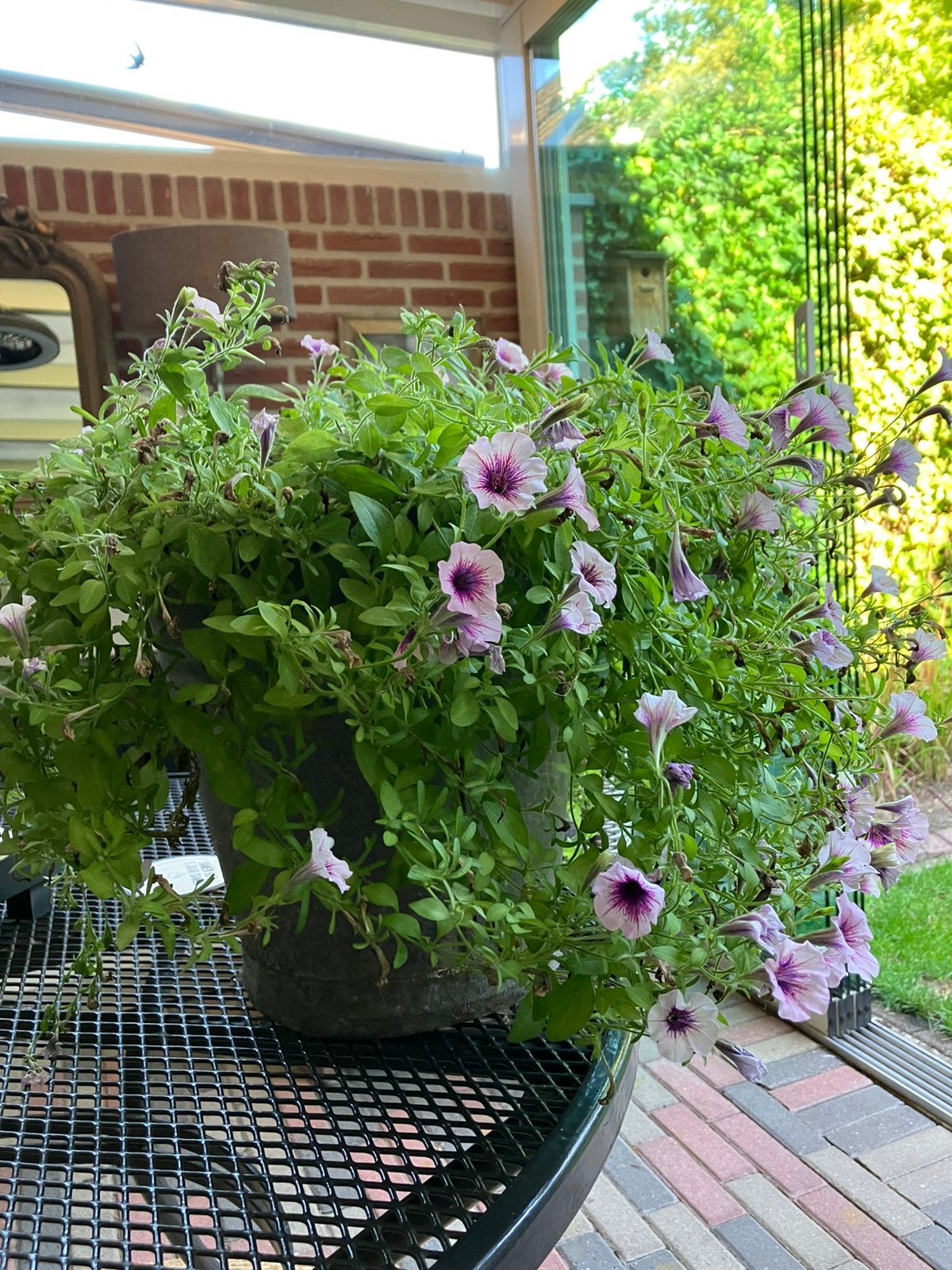 Zinken emmer met plant, Ophalen, Rond, Metaal, Minder dan 40 cm