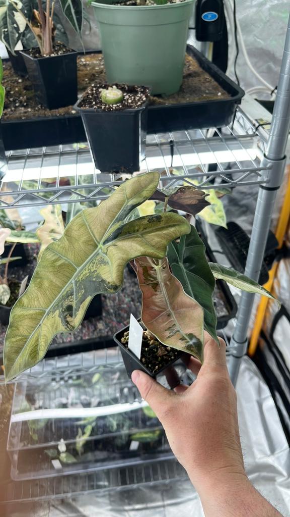 Alocasia pseudo Sanderiana Pink Mint Variegata - OP=OP, Huis en Inrichting, Kamerplanten, Overige soorten, In pot, Minder dan 100 cm