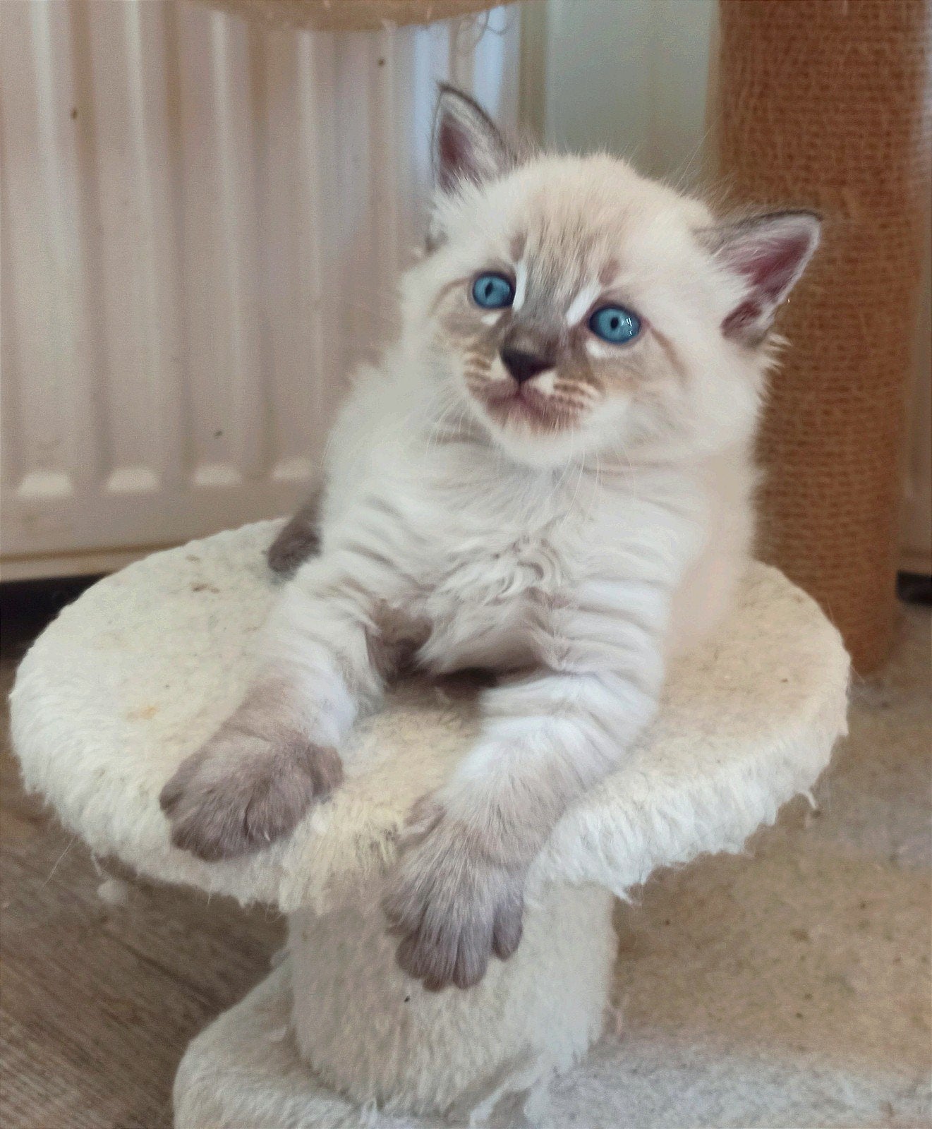 !! kittens uit moeder bengaal vader sibeer, zilver mink snow, Meerdere dieren, Gechipt, 0 tot 2 jaar