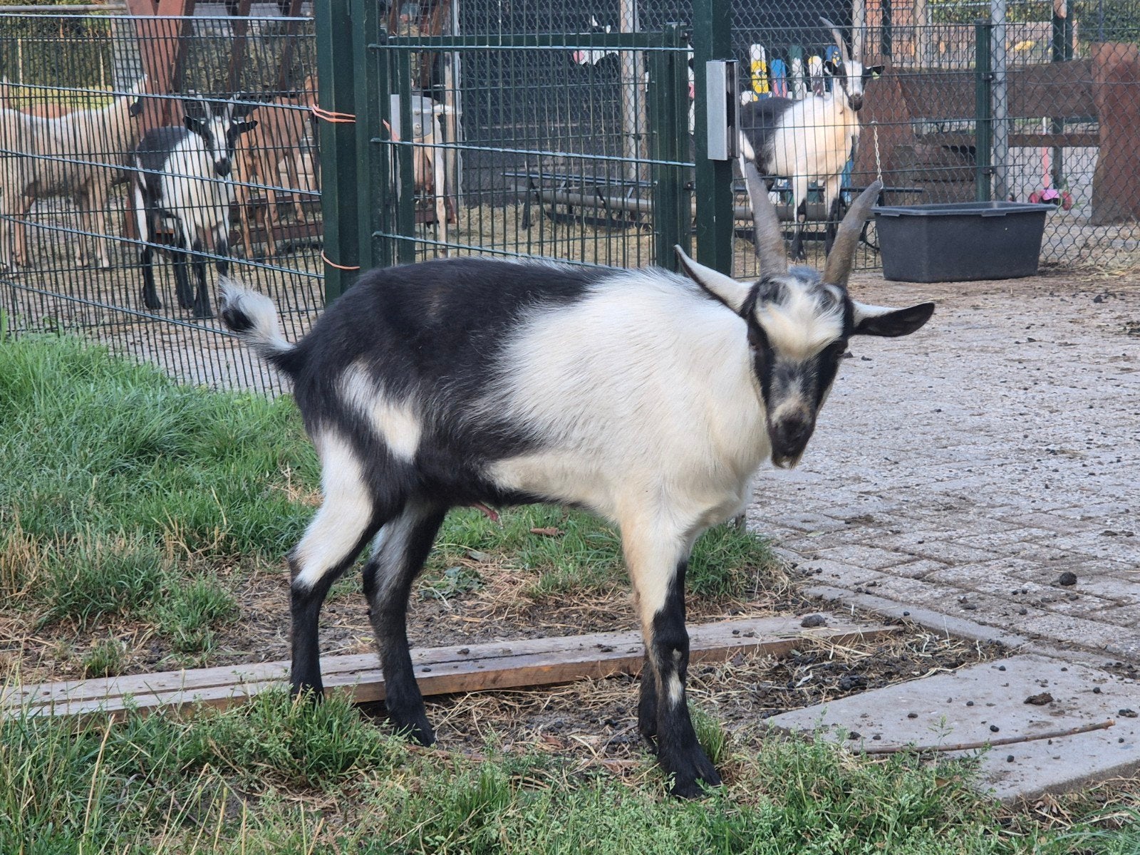 Pauwgeit bok, Dieren en Toebehoren, Schapen, Geiten en Varkens, Mannelijk, Geit, 0 tot 2 jaar