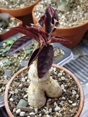 Caudex Euphorbia Nadiae Labatii  8,5 pot Noord Madagaskar, Huis en Inrichting, Kamerplanten, Overige soorten, In pot, Minder dan 100 cm