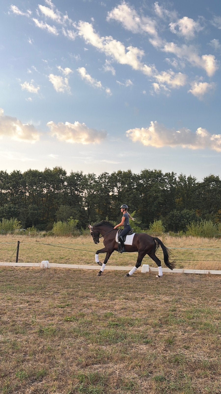 Nieuwe advertentie! 4 jarig dressuur paard, Dieren en Toebehoren, Merrie, Dressuurpony, M, 11 jaar of ouder