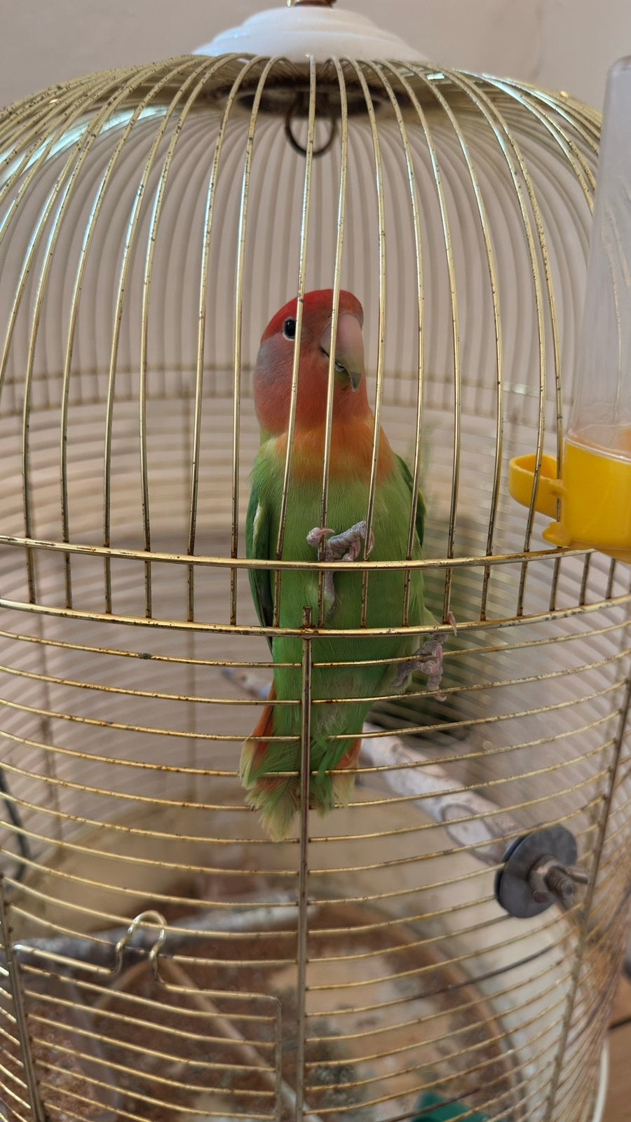 Gratis ophalen alleen vandaag, Dieren en Toebehoren, Vogels | Overige Vogels