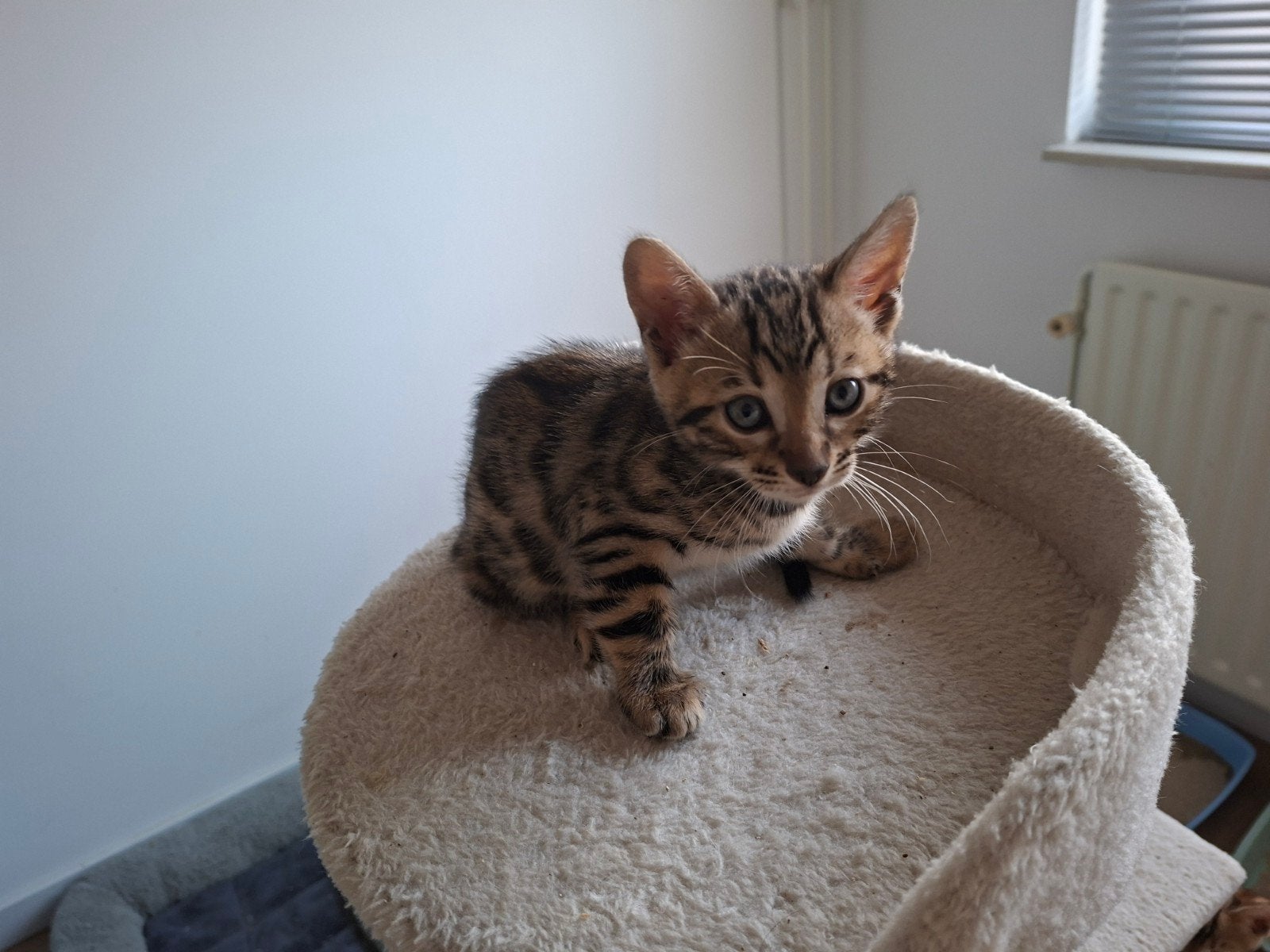 6 mooie bengaalse kittens, Poes, 0 tot 2 jaar