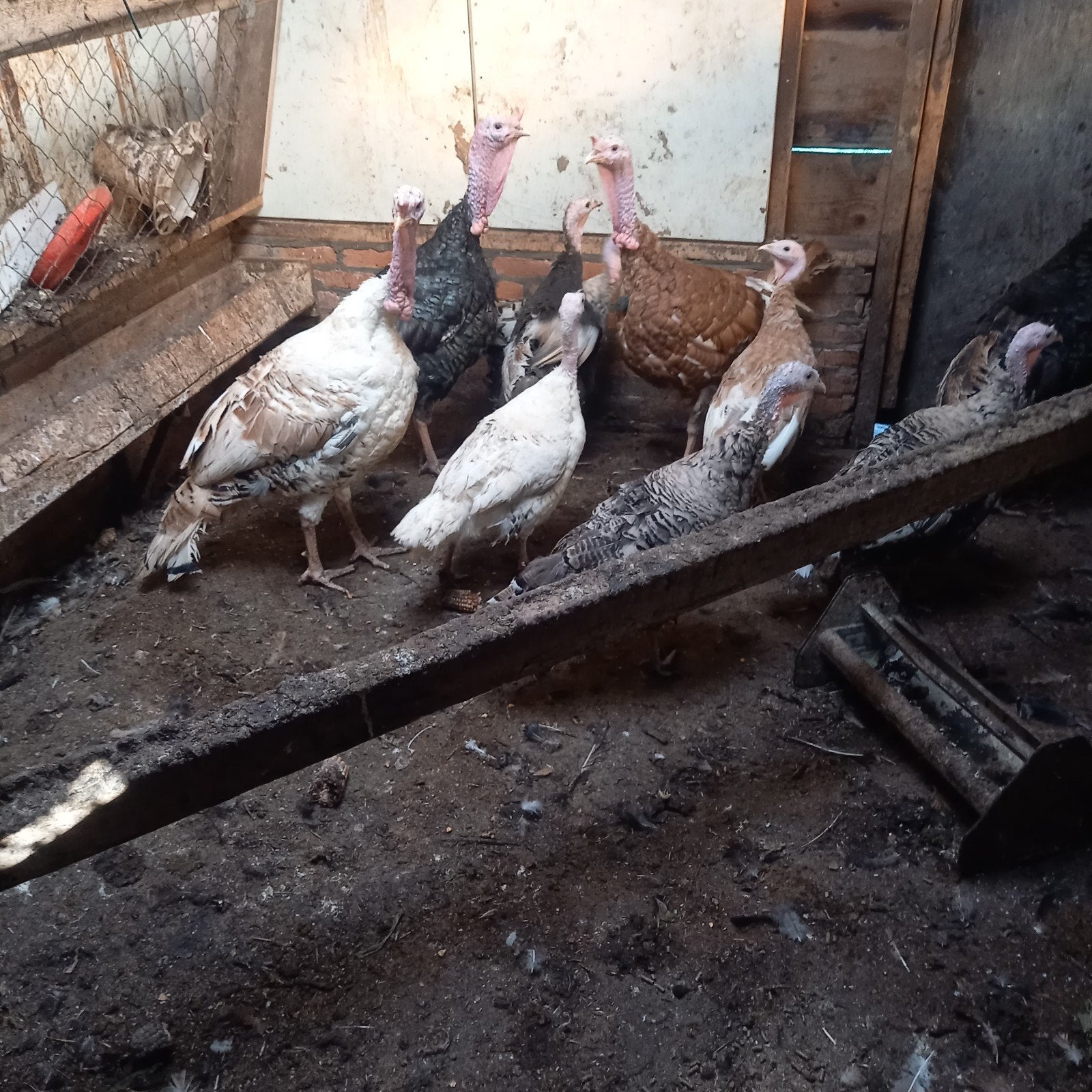 kalkoenen, Dieren en Toebehoren, Pluimvee, Mannelijk, Kalkoen