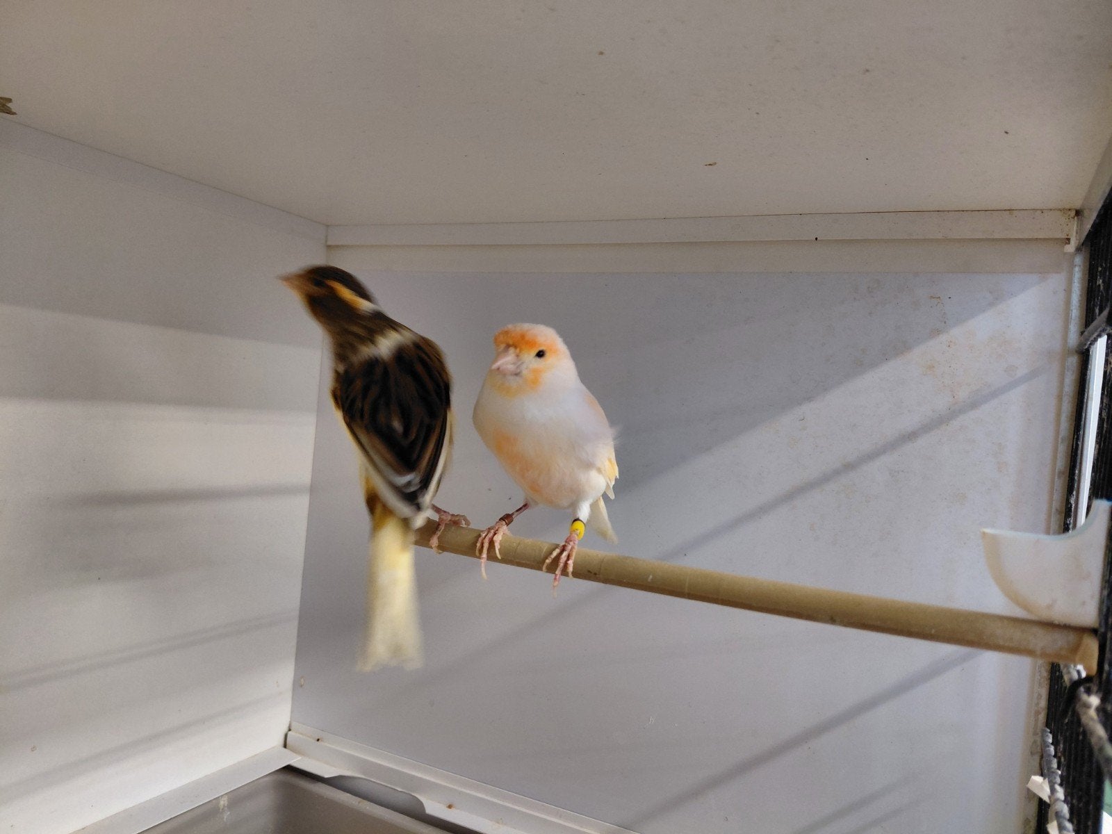 diverse kanaries, Dieren en Toebehoren, Meerdere dieren, Kleurkanarie
