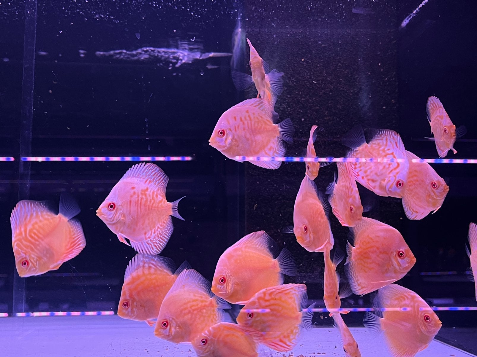 White butterfly/Albino tiger discus, Vis