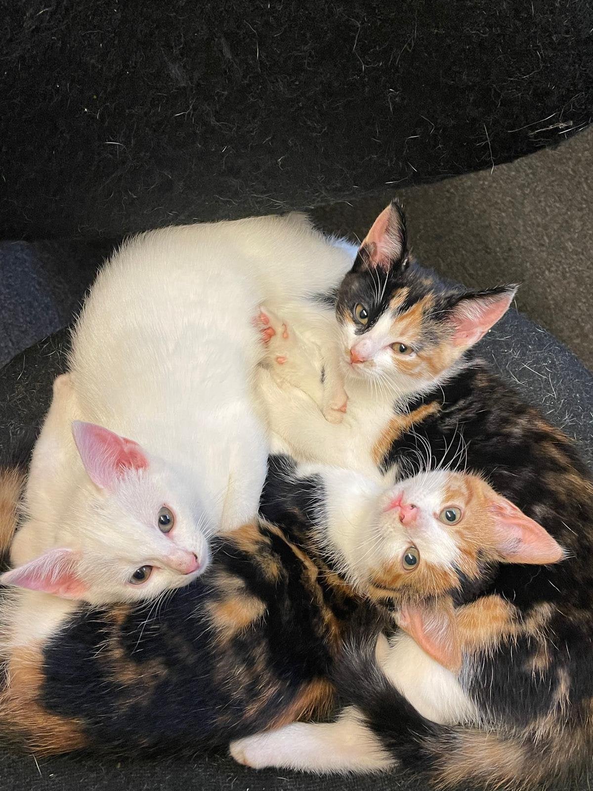 Kittens om verliefd op te worden, Poes, Kortharig, 0 tot 2 jaar
