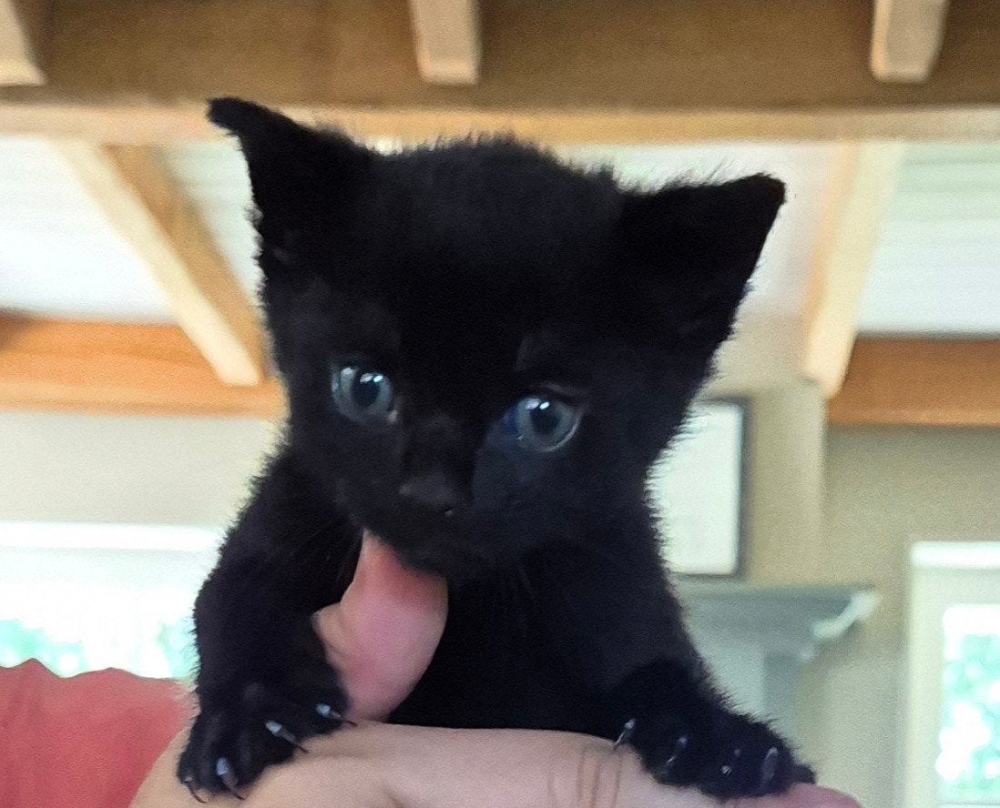 Lieve zwarte kitten zoekt een mooi plekje, Poes