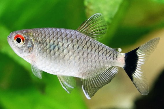 Roodoogzalm - Moenkhausia sanctaefilomenae - Koidream, Vis, Zoetwatervis