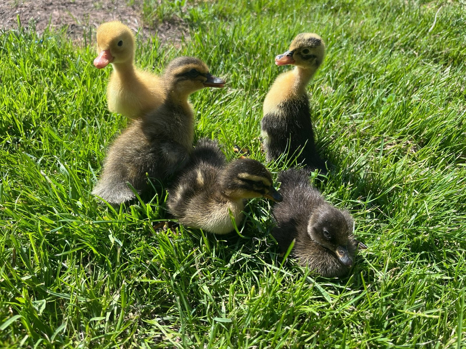 Jonge pluimvee, Dieren en Toebehoren, Pluimvee, Meerdere dieren, Kip