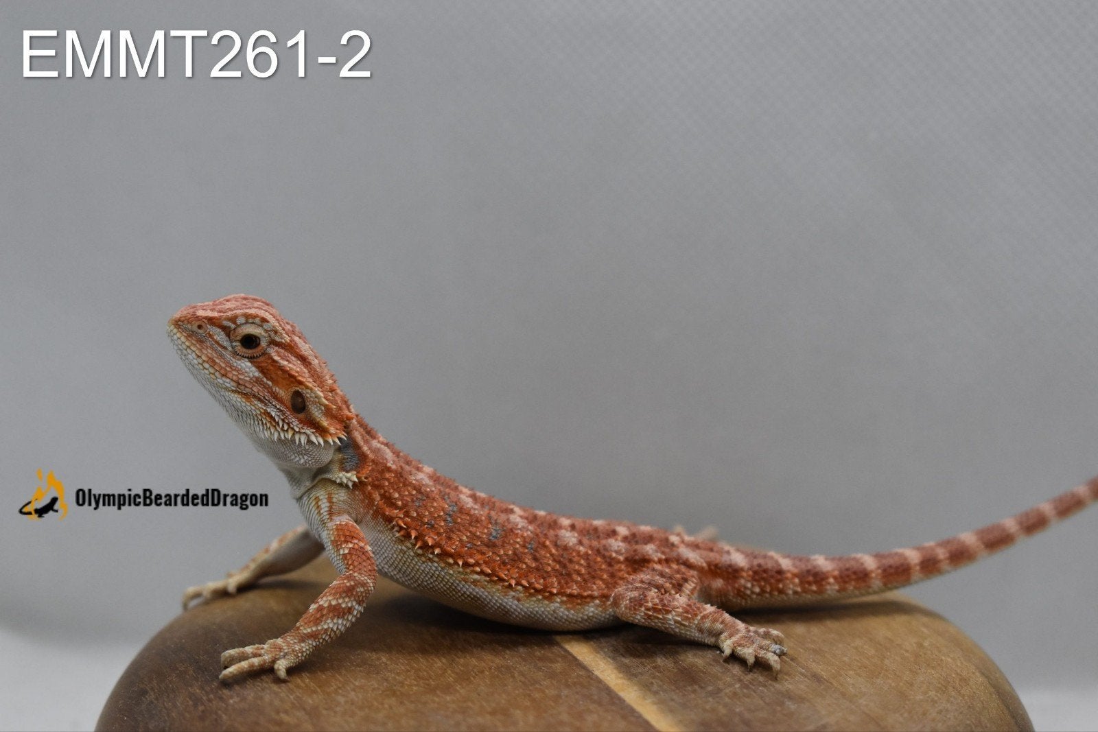 Baardagaam man Orange hypo het trans 50% het witblits, Dieren en Toebehoren, Hagedis, 0 tot 2 jaar