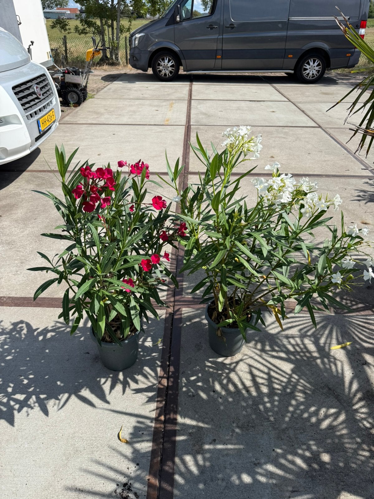 Twijfel niet meer oleanders grote plant mooi vol 100cm10,-, Volle zon, Vaste plant, Zomer, Ophalen