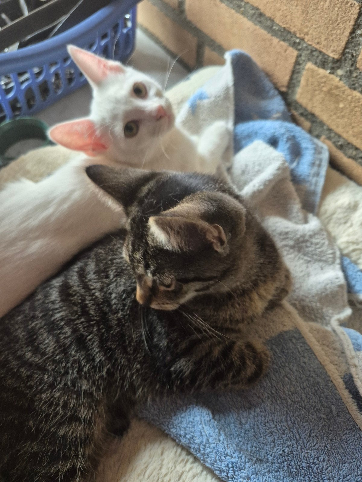 1  geheel witte kitten Europese korthaar vrouwtje, Meerdere dieren, Kortharig, 0 tot 2 jaar