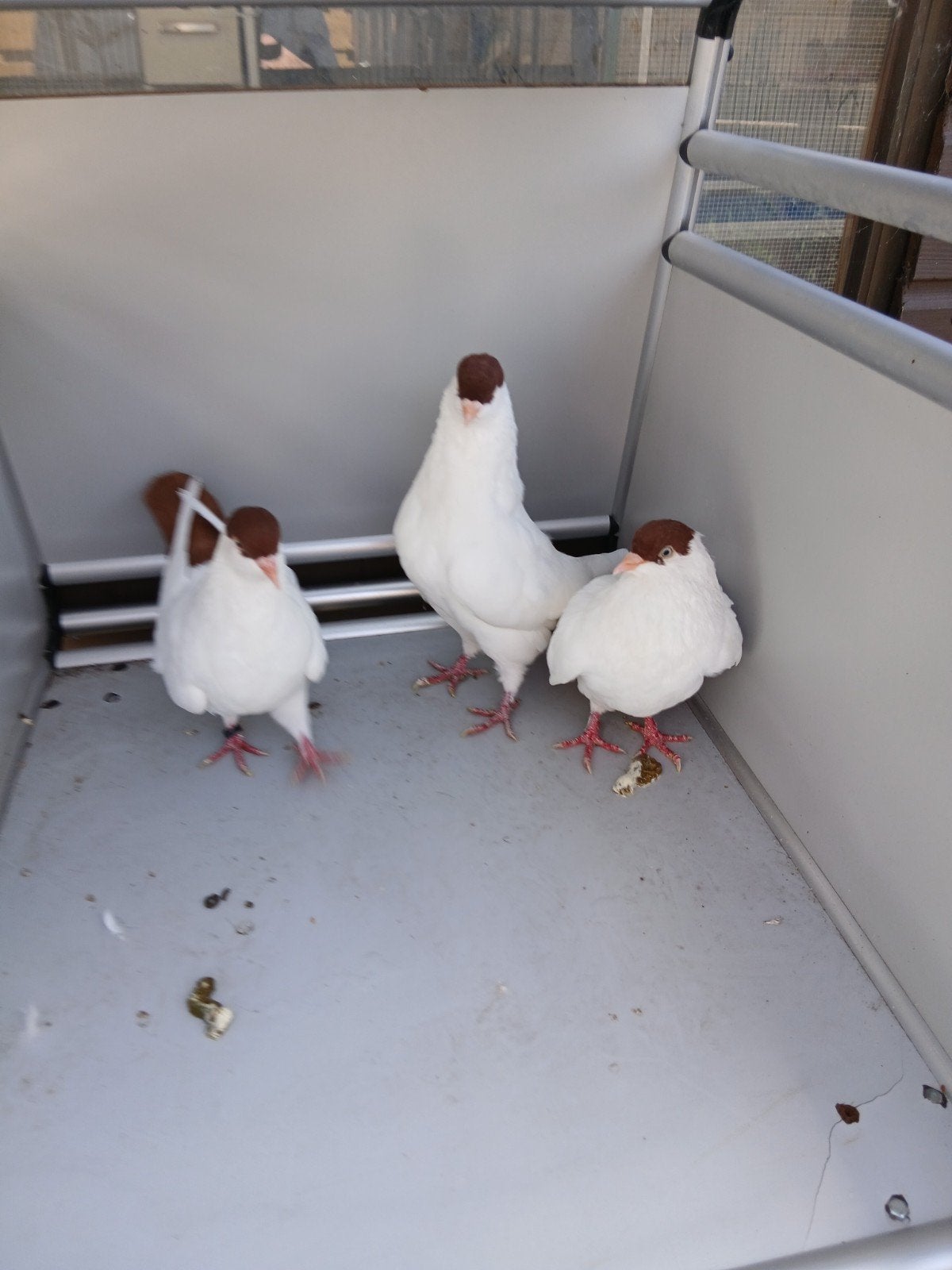 mooie helmduifjes drie stuks, Dieren en Toebehoren, Vogels | Duiven, Meerdere dieren, Overige soorten