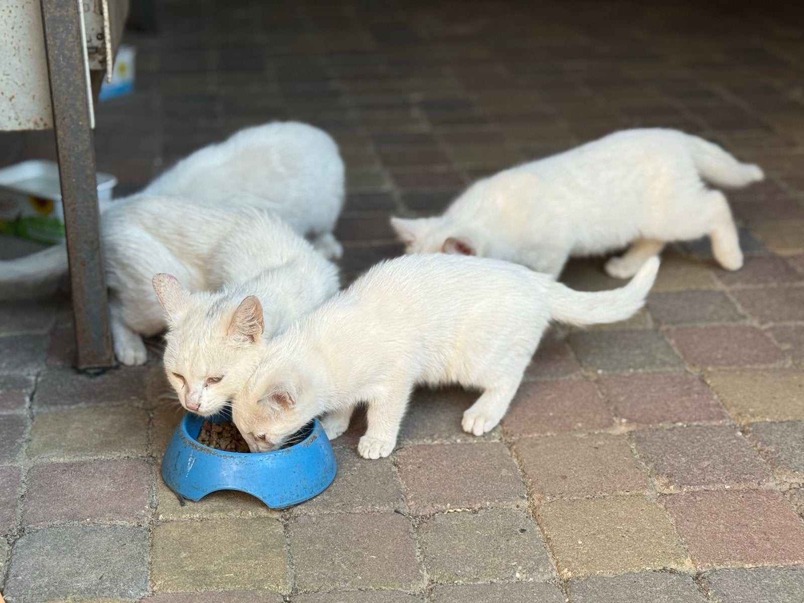 Spierwitte boerderij katjes, Meerdere dieren
