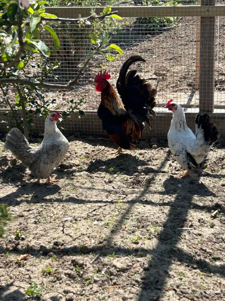 Serama broedeieren te koop!, Dieren en Toebehoren, Pluimvee, Geslacht onbekend, Kip