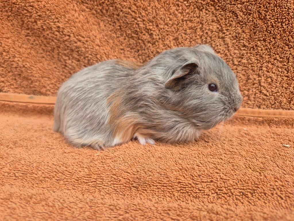 Sheltie beertje lavendel tan amber wit bijzonder speciaal, Dieren en Toebehoren, Knaagdieren, Cavia, April, Mannelijk, Tam