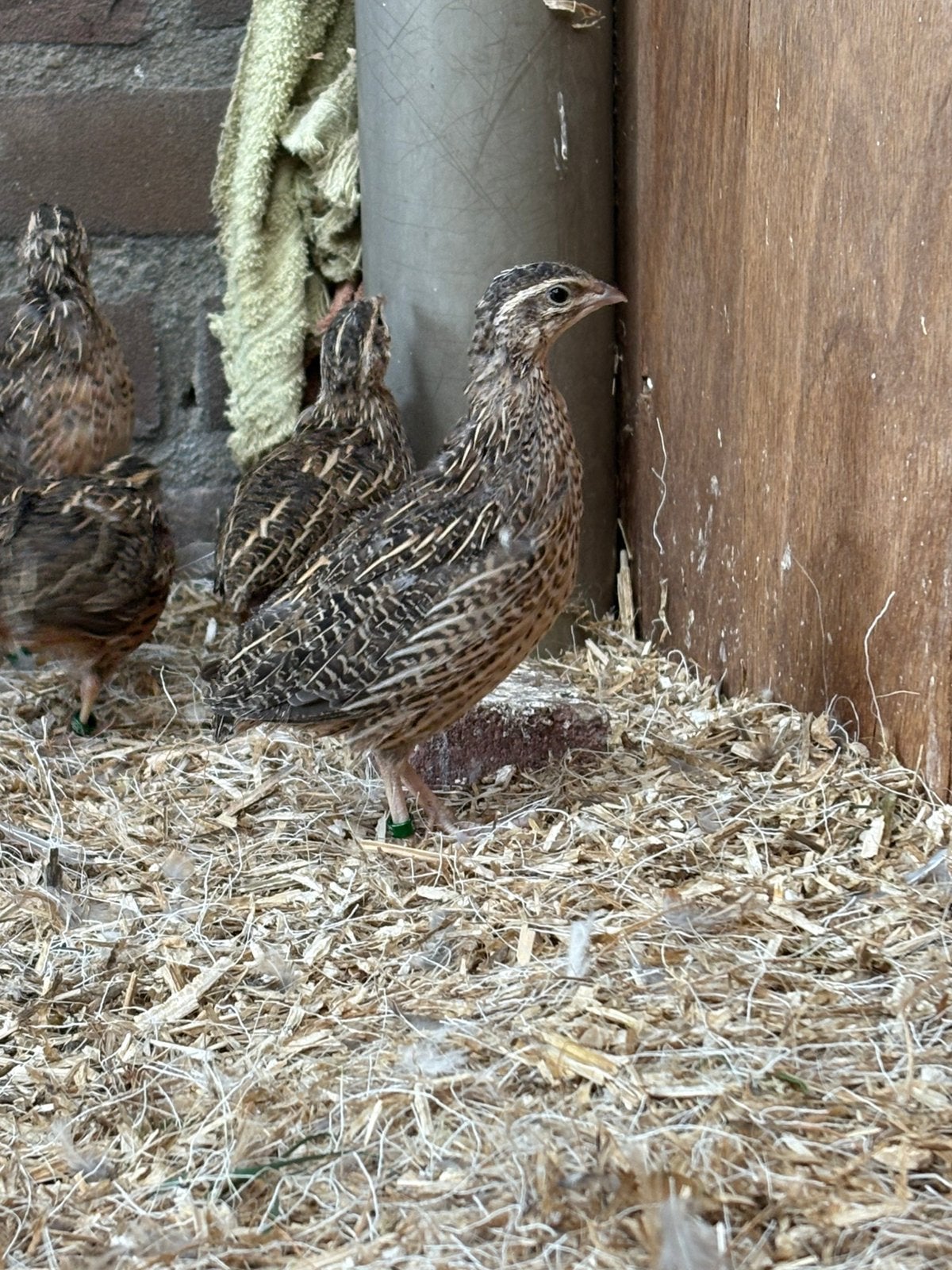 Harlekijn Kwartels natuurbroed, Dieren en Toebehoren, Vogels | Overige Vogels, Mannelijk, Geringd