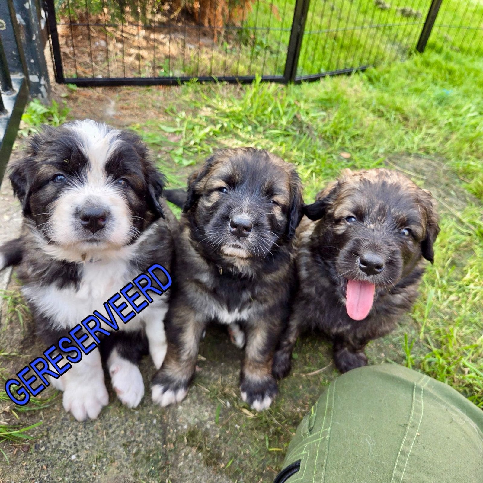 Leonberger kruising pups - berghond puppy’s, CDV (hondenziekte), 8 tot 15 weken, Groot, Meerdere