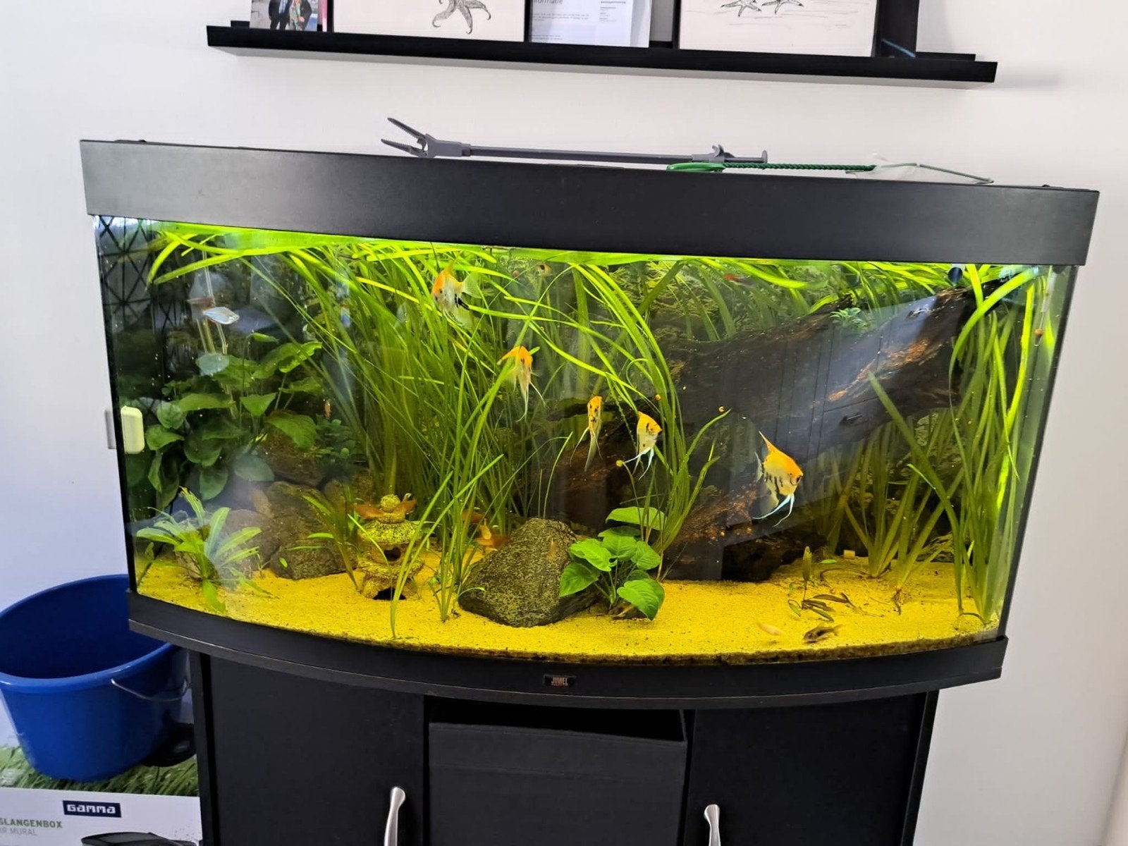 gratis op te halen Juwel 260, Dieren en Toebehoren, Ophalen, Gebruikt, Leeg aquarium