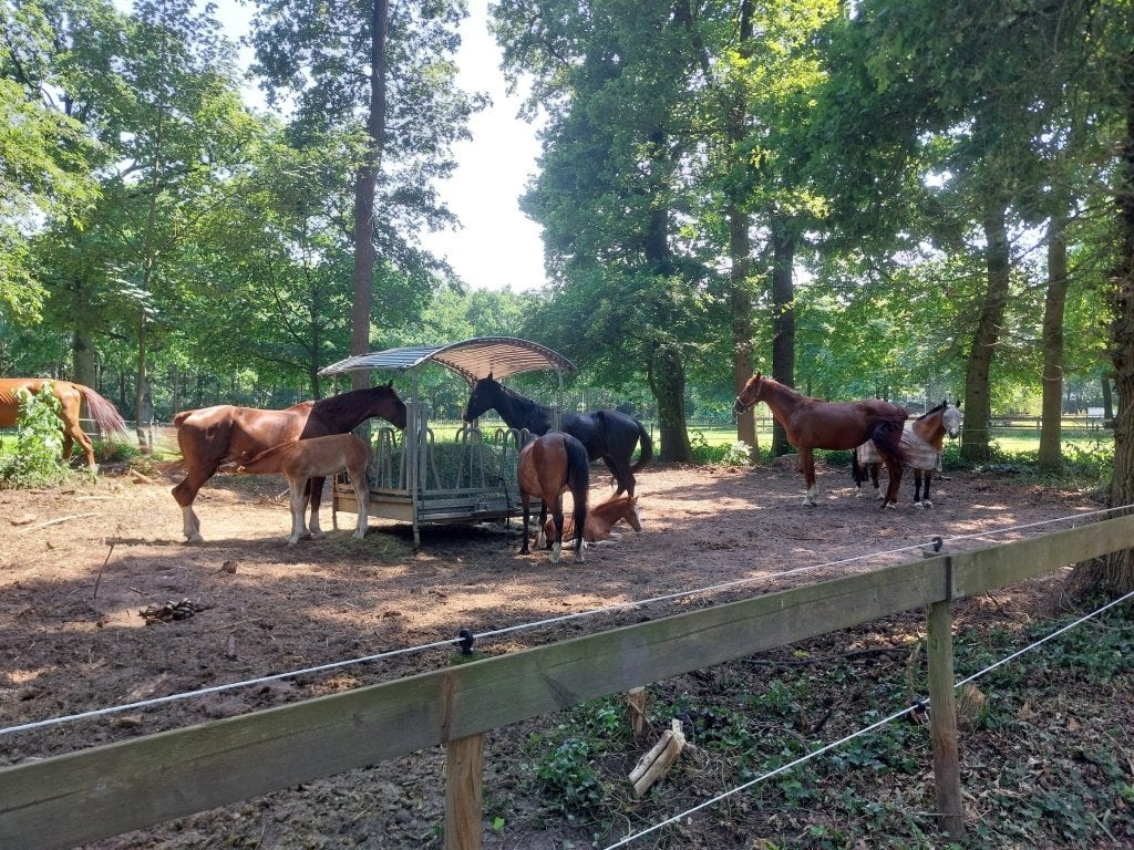 Kleinschalige pensionstal Heijen, Stalling