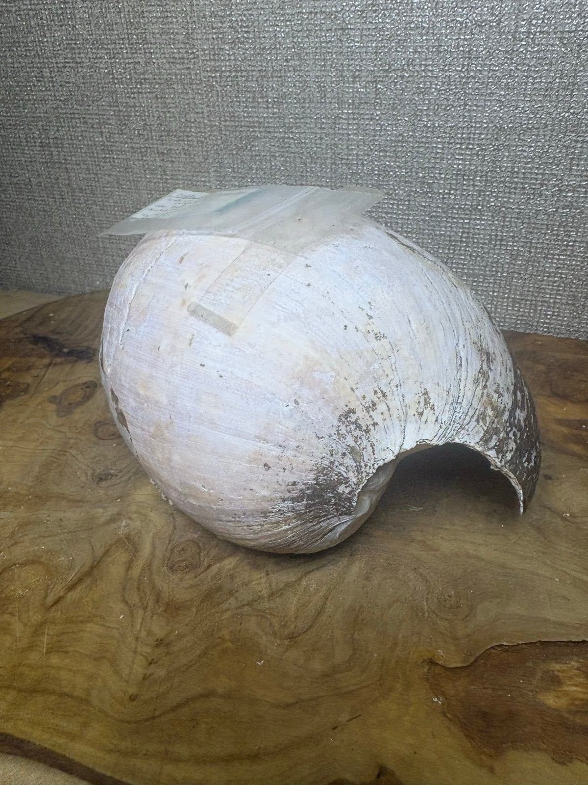 Grote Cymbium pepo schelp, Ophalen of Verzenden, Gebruikt