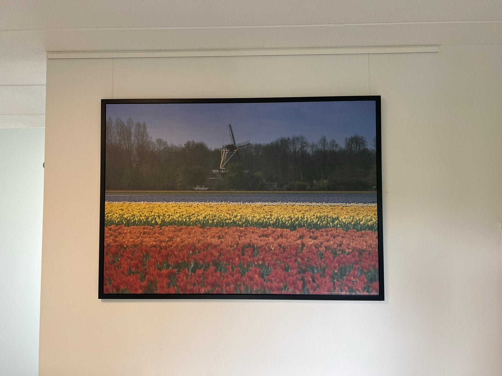 Poster IKEA MYRARP Schilderij Tulpenvelden en Molen, Ophalen, Gebruikt, Oorspronkelijke maker, 125 cm of meer