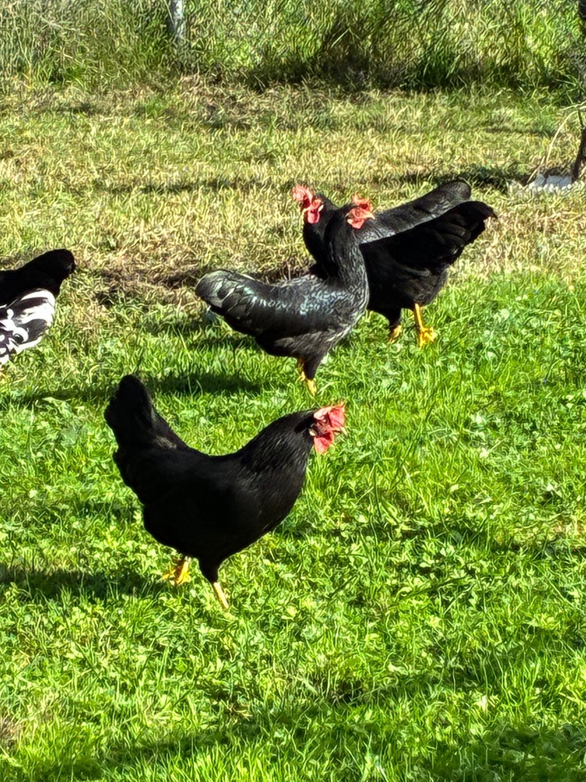 Leghorn kriel, Dieren en Toebehoren, Meerdere dieren, Kip