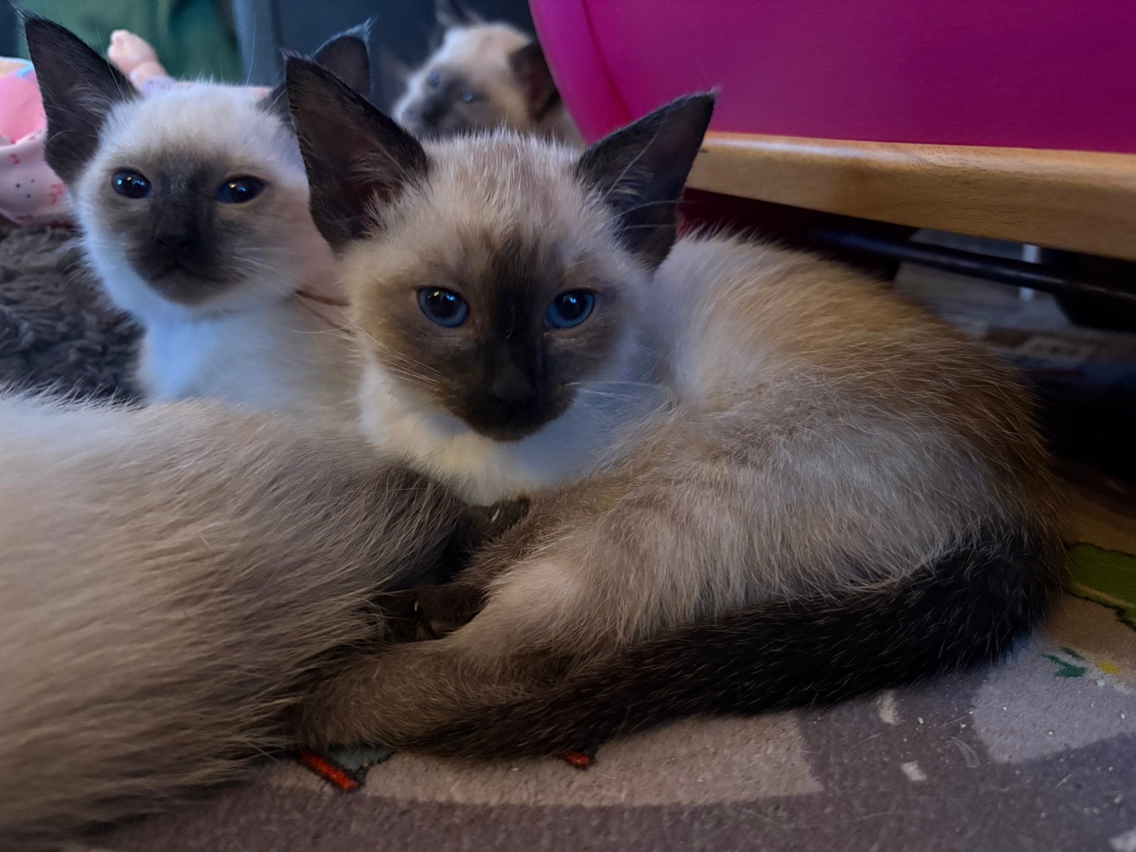 Lieve Siamese kittens zoeken een liefdevol thuis!, Meerdere dieren