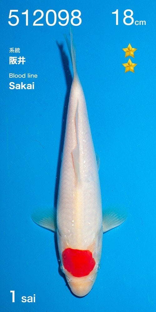 prijs winnaar  Hq Tancho van de Ogata veiling, Karper of Koi