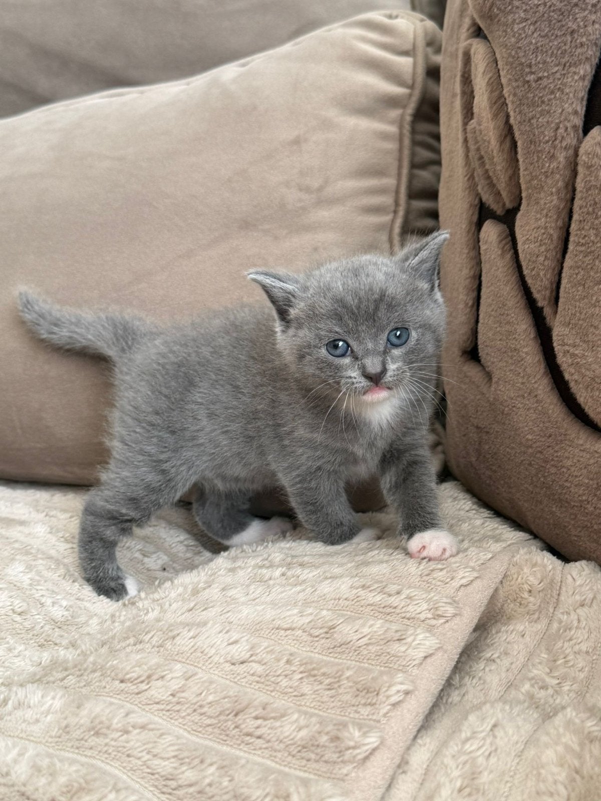 Raszuivere 100% britsekorthaar kittens te koop., Kater, Gechipt