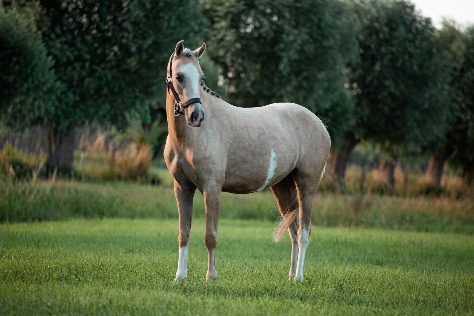 Zeer mooie 3 jarige palomino sectie b merrie, Merrie, 3 tot 6 jaar