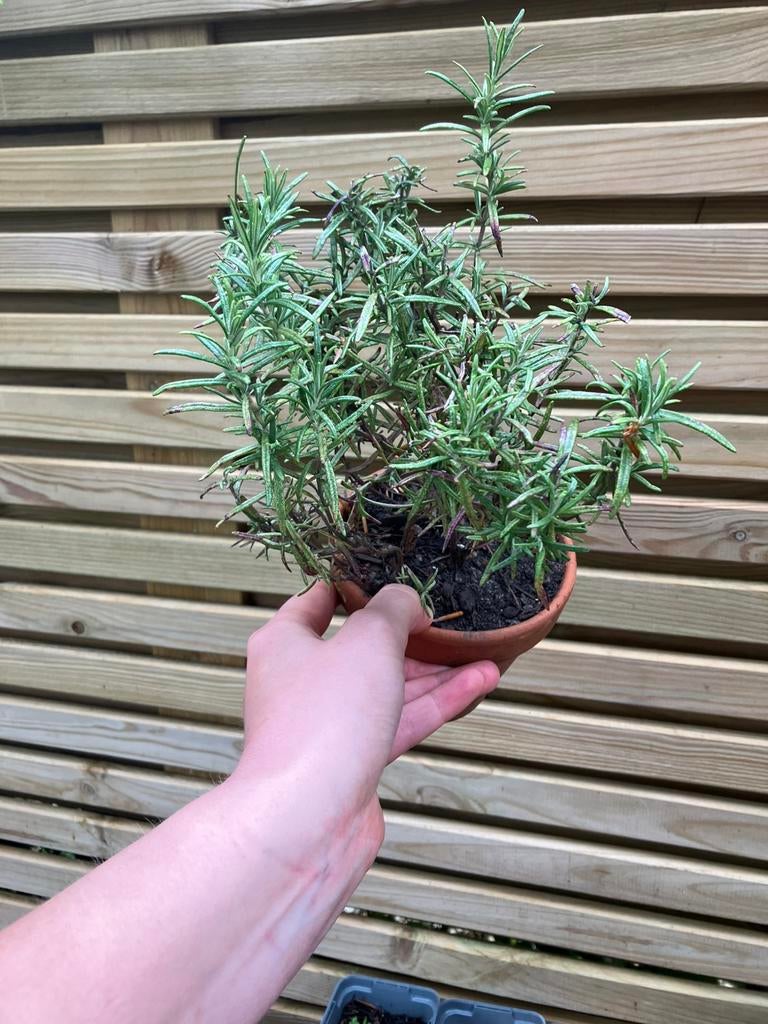 Bio Rozemarijn planten in pot, Tuin en Terras, Planten | Tuinplanten, Ophalen, Overige soorten, Volle zon
