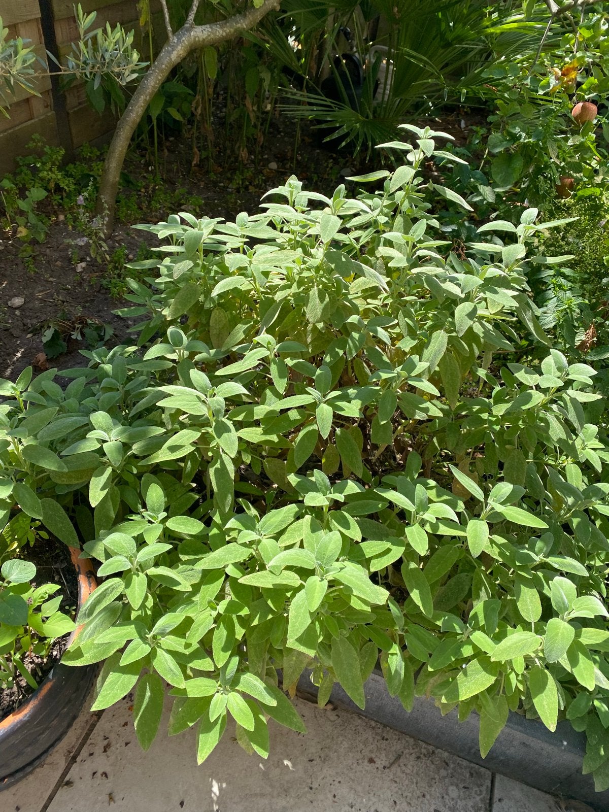 Verse Salie Plant - Ideaal voor Keuken en Tuin, Volle zon, Vaste plant, Ophalen of Verzenden, Kruiden