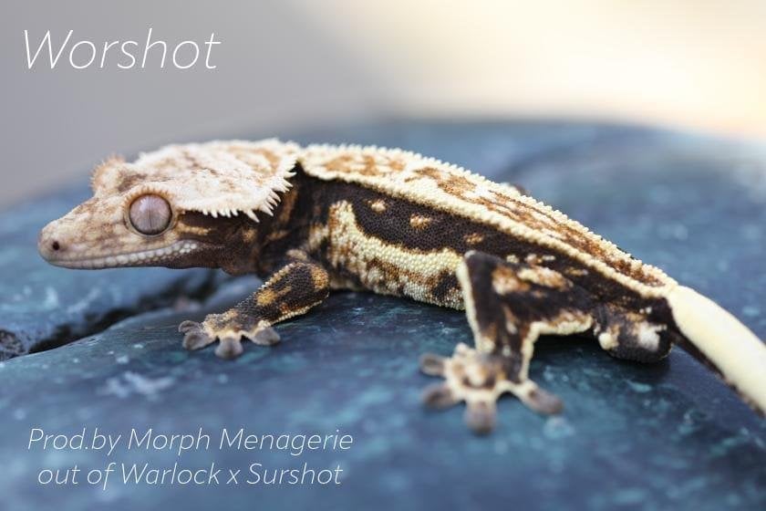 Bewezen Drippy Quadstripe Emptyback wimpergekko man, Dieren en Toebehoren, Hagedis, Met terrarium, 0 tot 2 jaar