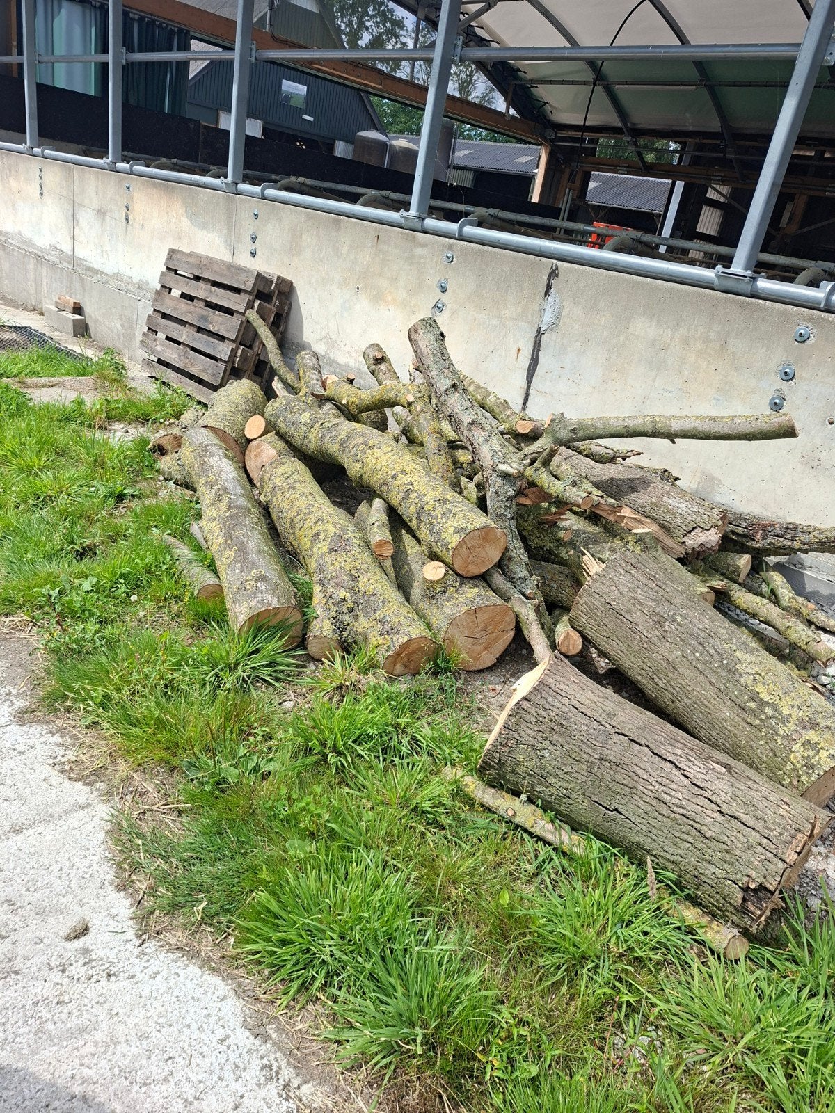 Essen houtstammen, Tuin en Terras, Minder dan 3 m³, Ophalen, Essenhout, Stammen