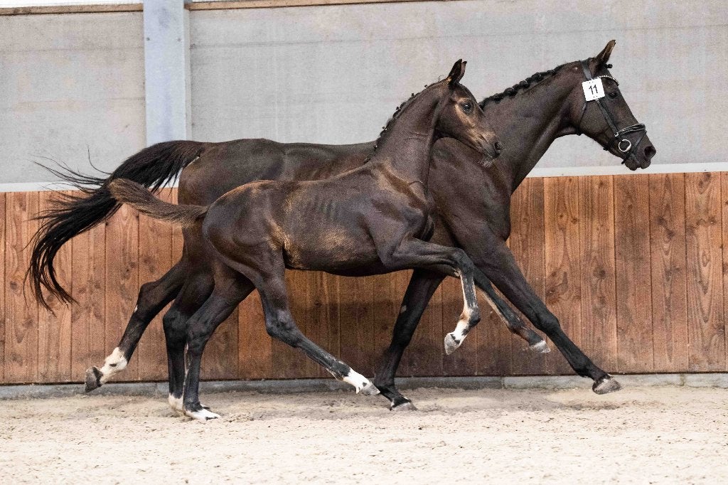 Super knap hengstveulen uit zeer goede stam, Met stamboom, Dressuurpaard, 0 tot 2 jaar, Hengst