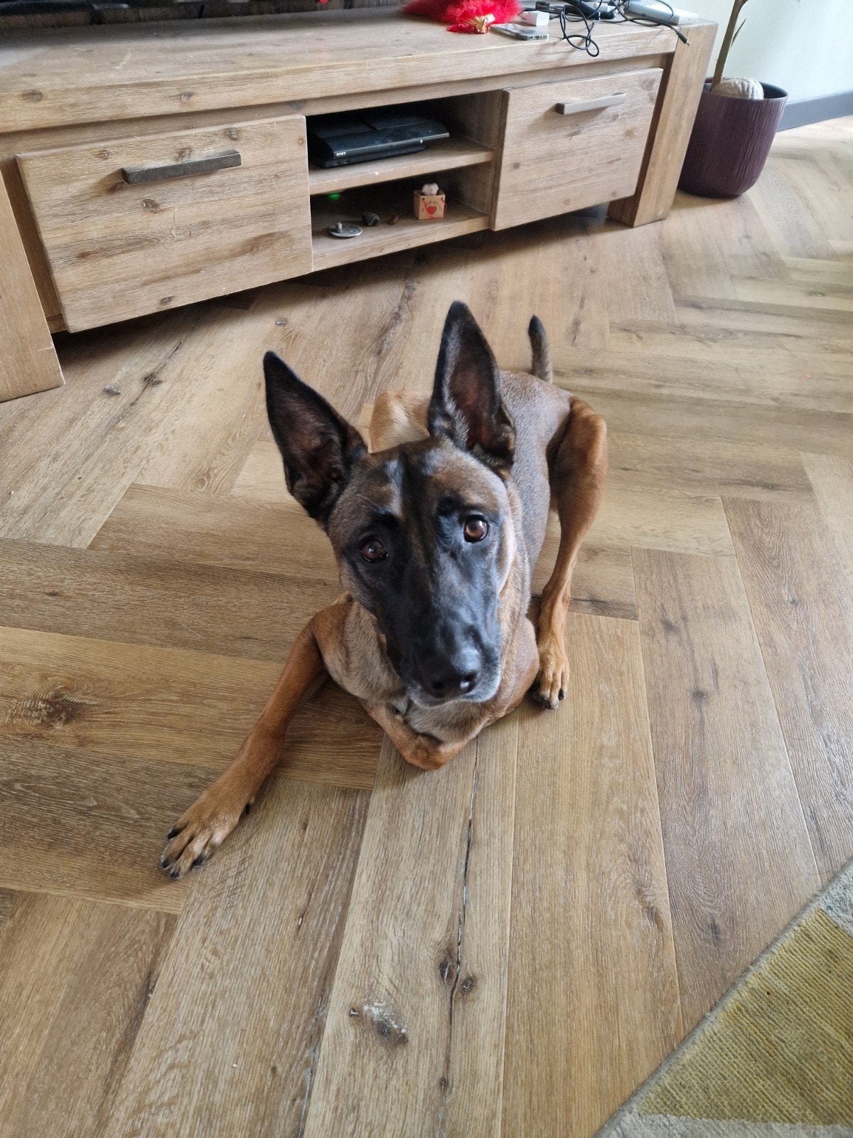mechelse herder  3 jaar oud  teefje, Teef, Eén hond, CDV (hondenziekte), 3 tot 5 jaar