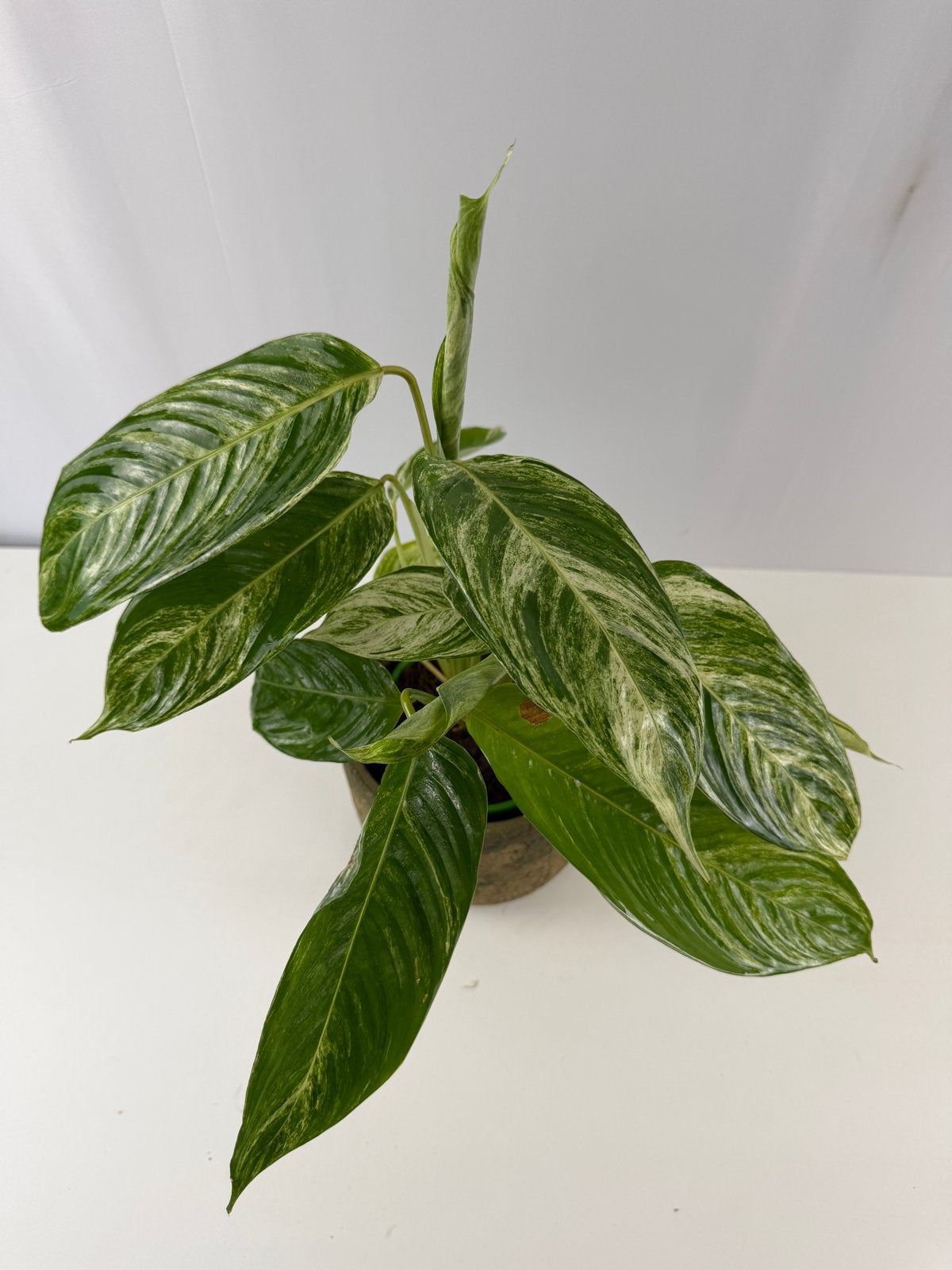 Nieuwe Ctenanthe Charley - Pot 12, Overige soorten, In pot, Minder dan 100 cm, Groene kamerplant