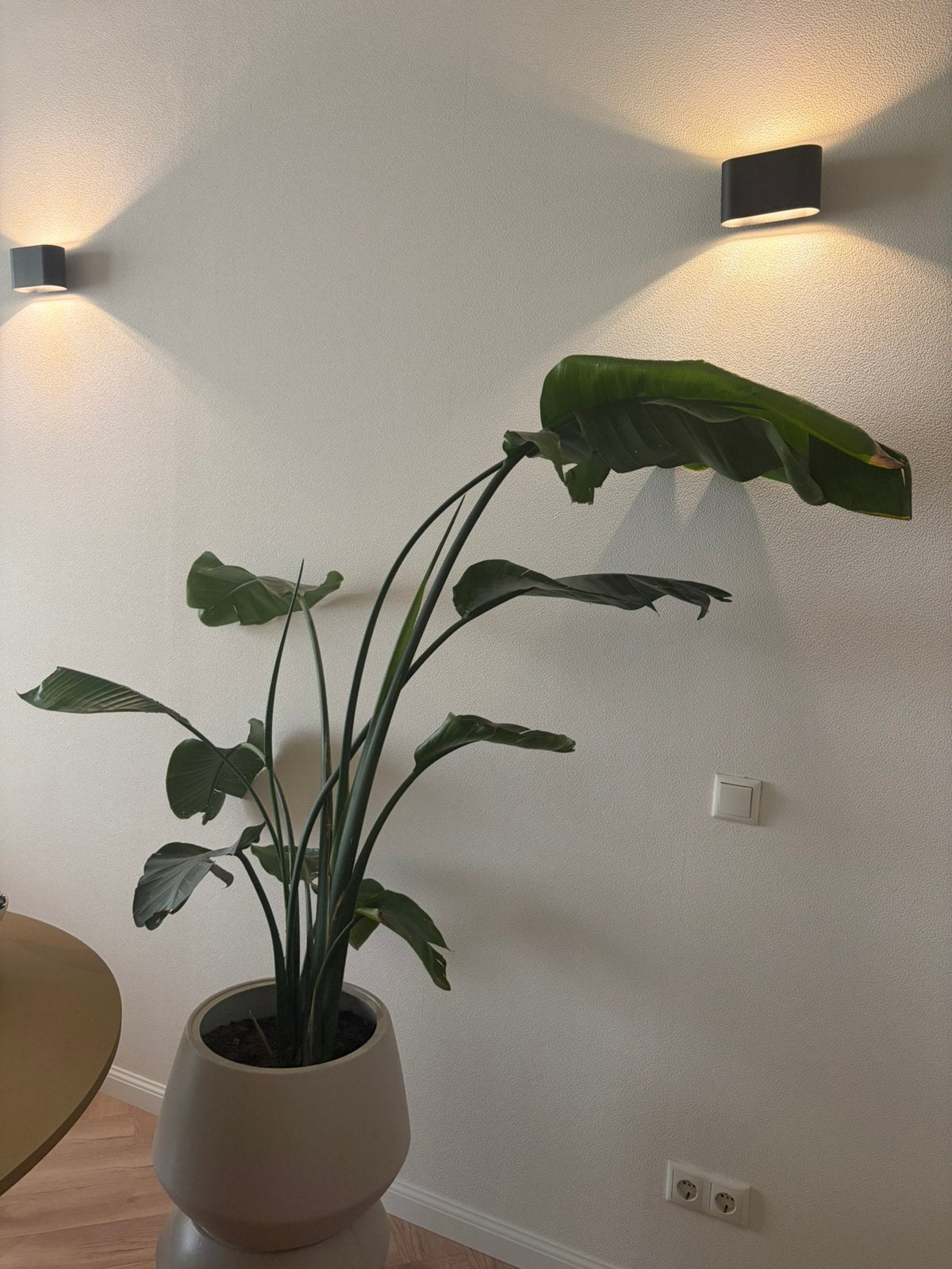Strelizia nicolai 1meter, Huis en Inrichting, Kamerplanten, Ophalen, Halfschaduw, 200 cm of meer