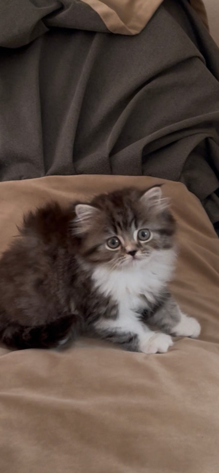 Britse longhair kittens ., Dieren en Toebehoren, Katten en Kittens | Raskatten | Langhaar, Meerdere dieren, Gechipt, 0 tot 2 jaar