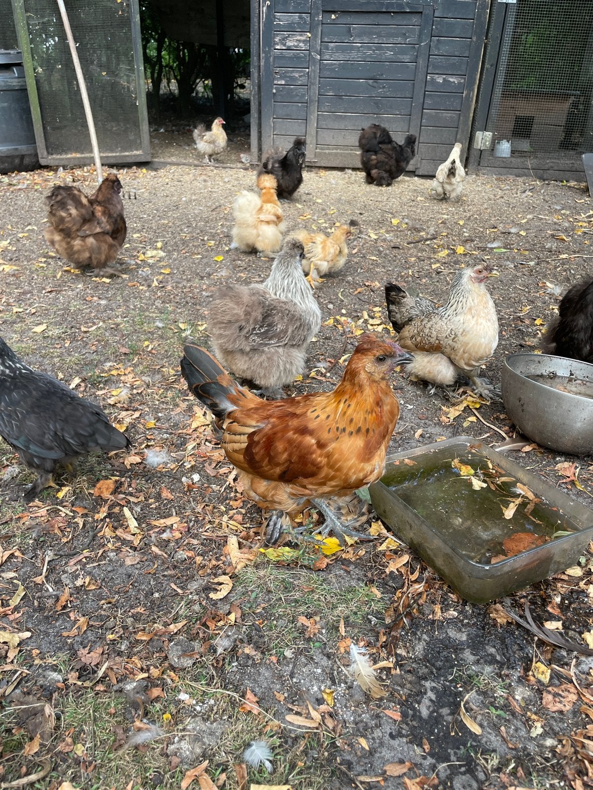 3 gratis hanen, 4 maanden oud, Mannelijk, Kip
