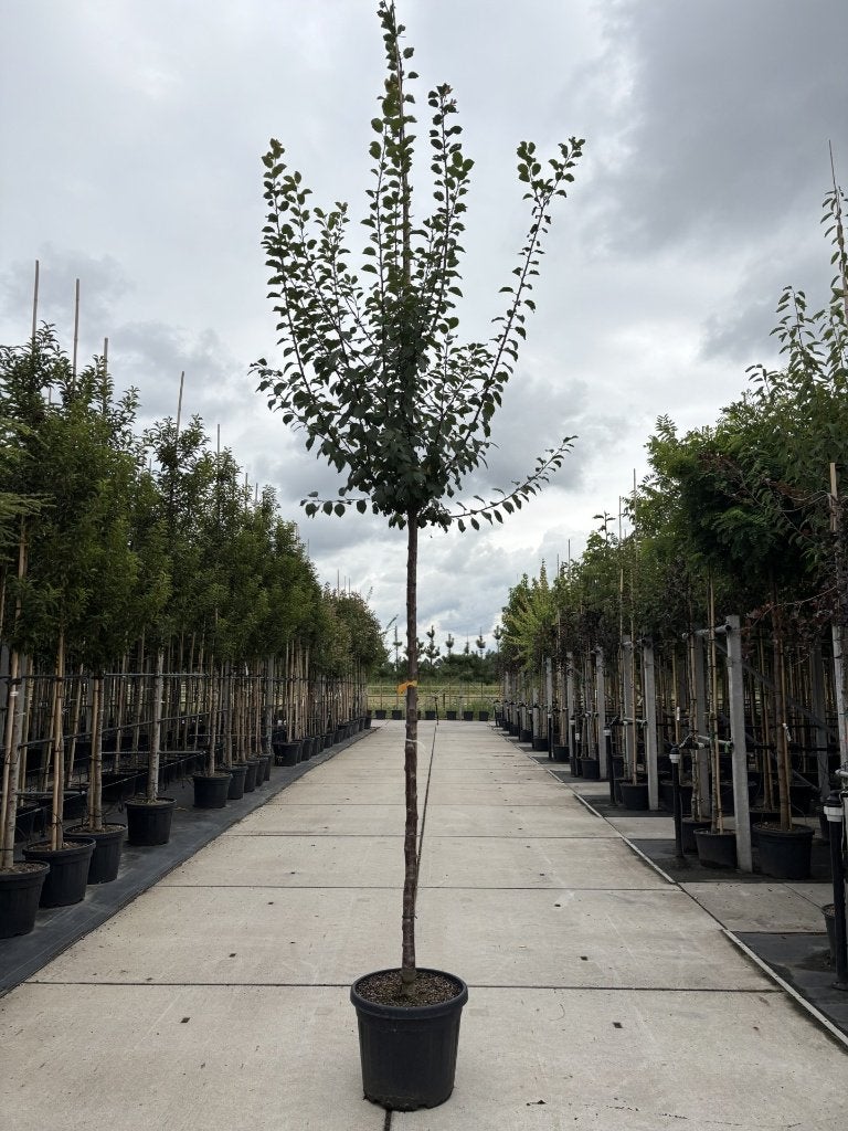 Pruimenbomen 12/14 – verschillende soorten, Tuin en Terras, In pot, Halfschaduw, Zomer, Overige soorten