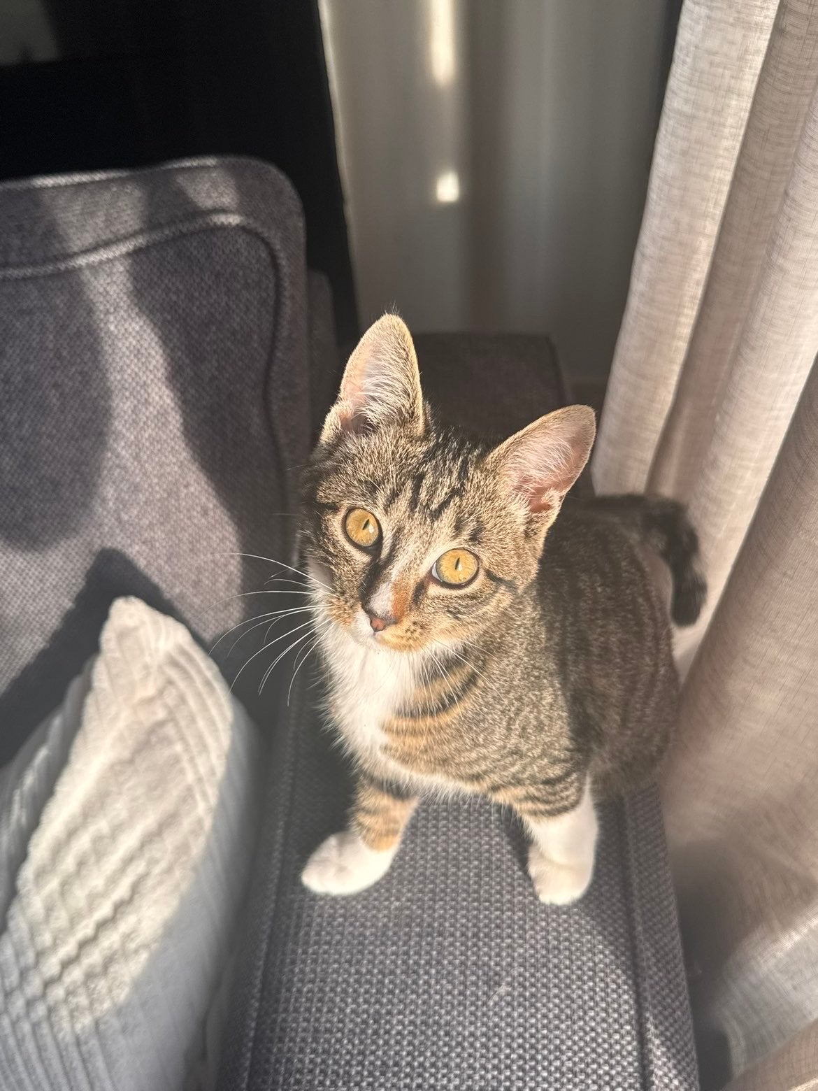2 lieve katjes opzoek naar een nieuw huisje, Dieren en Toebehoren, Poes, Kortharig, 0 tot 2 jaar