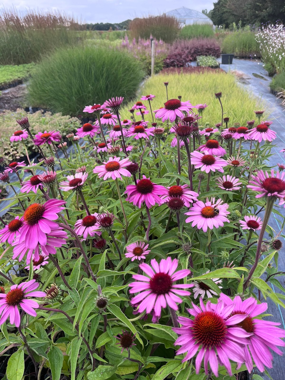Echinacea purpurea 'Magnus' / Zonnehoed P9 en 2 L pot, Ophalen of Verzenden, Vaste plant