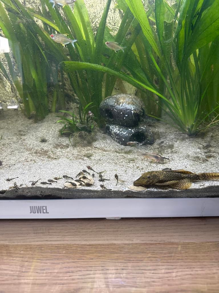 Jonge ancistrus algeneter, Vis