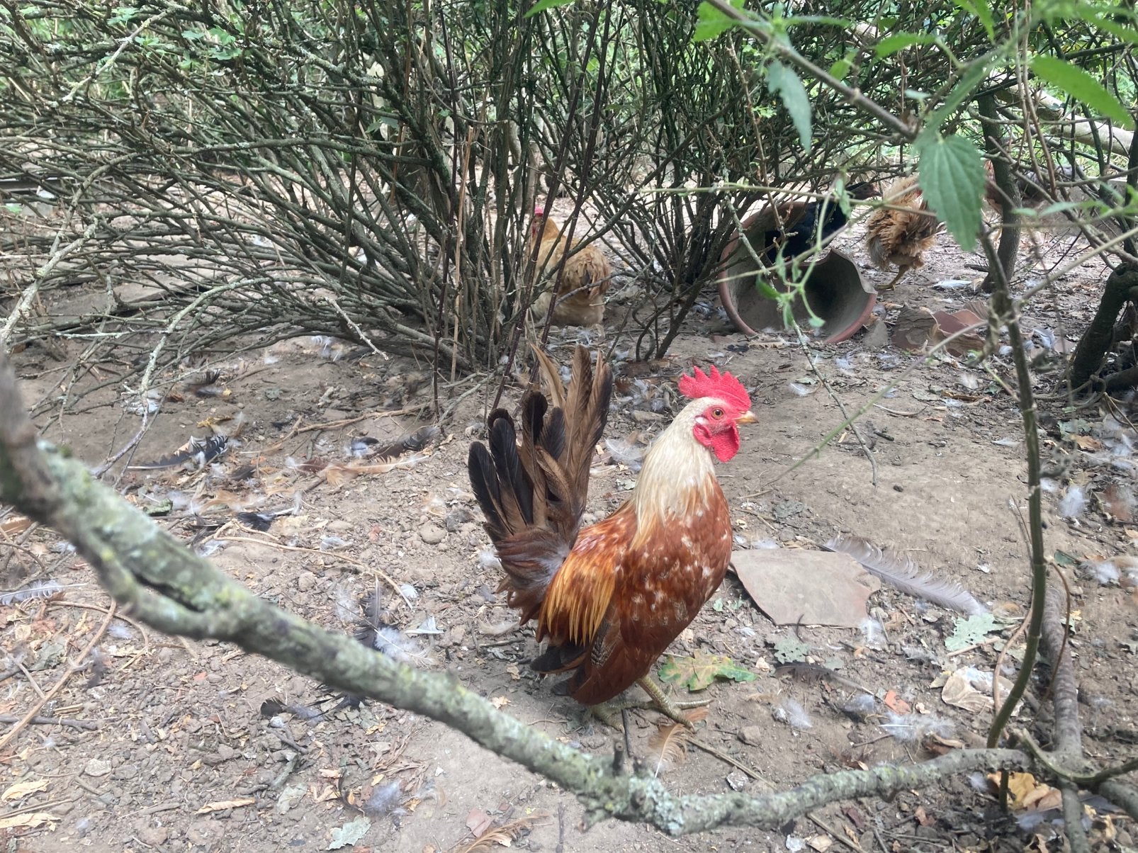 bonte Serama haantjes, krulveren, Dieren en Toebehoren, Pluimvee, Mannelijk, Kip